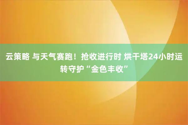云策略 与天气赛跑！抢收进行时 烘干塔24小时运转守护“金色丰收”